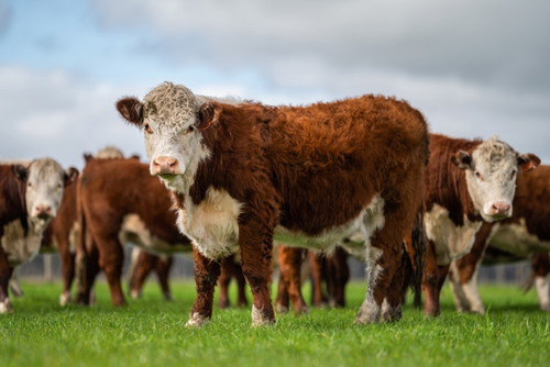 Hereford-Rind