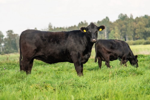 Angus-Rind