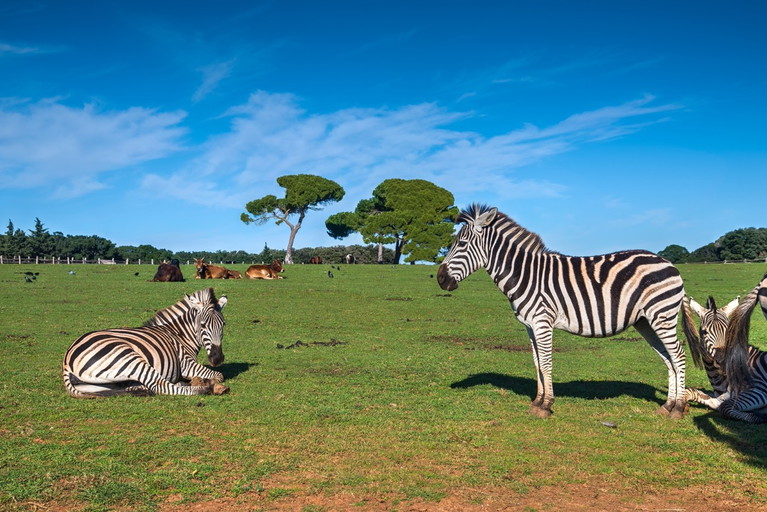 Einst gab es auf Brioni einen artenreichen Safaripark. Der Park wäre heute längst geschlossen – wäre da nicht die erstaunliche Langlebigkeit mancher Bewohner wie etwa der Elefantenkuh Lanka.