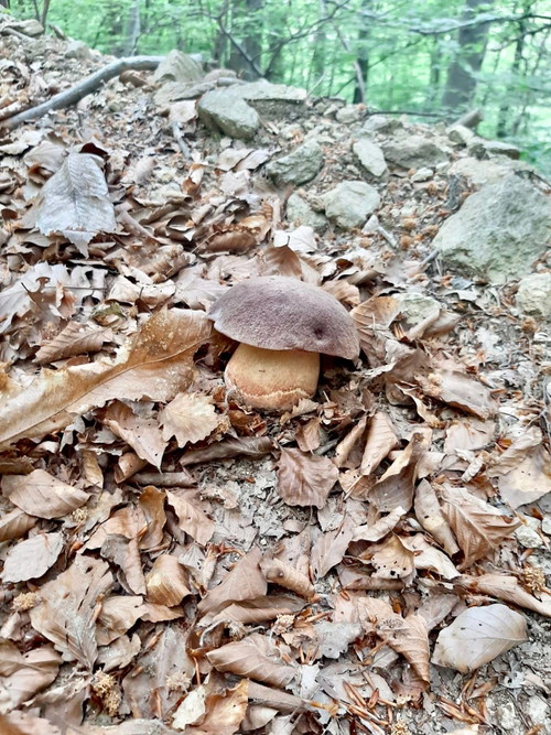 I funghi, specialità tipica di Calizzano