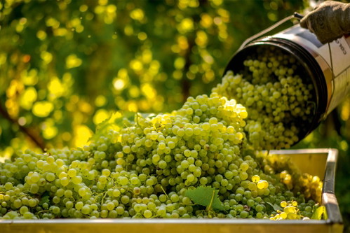 Frische Glera-Trauben sind die Grundlage für duftigen Prosecco.