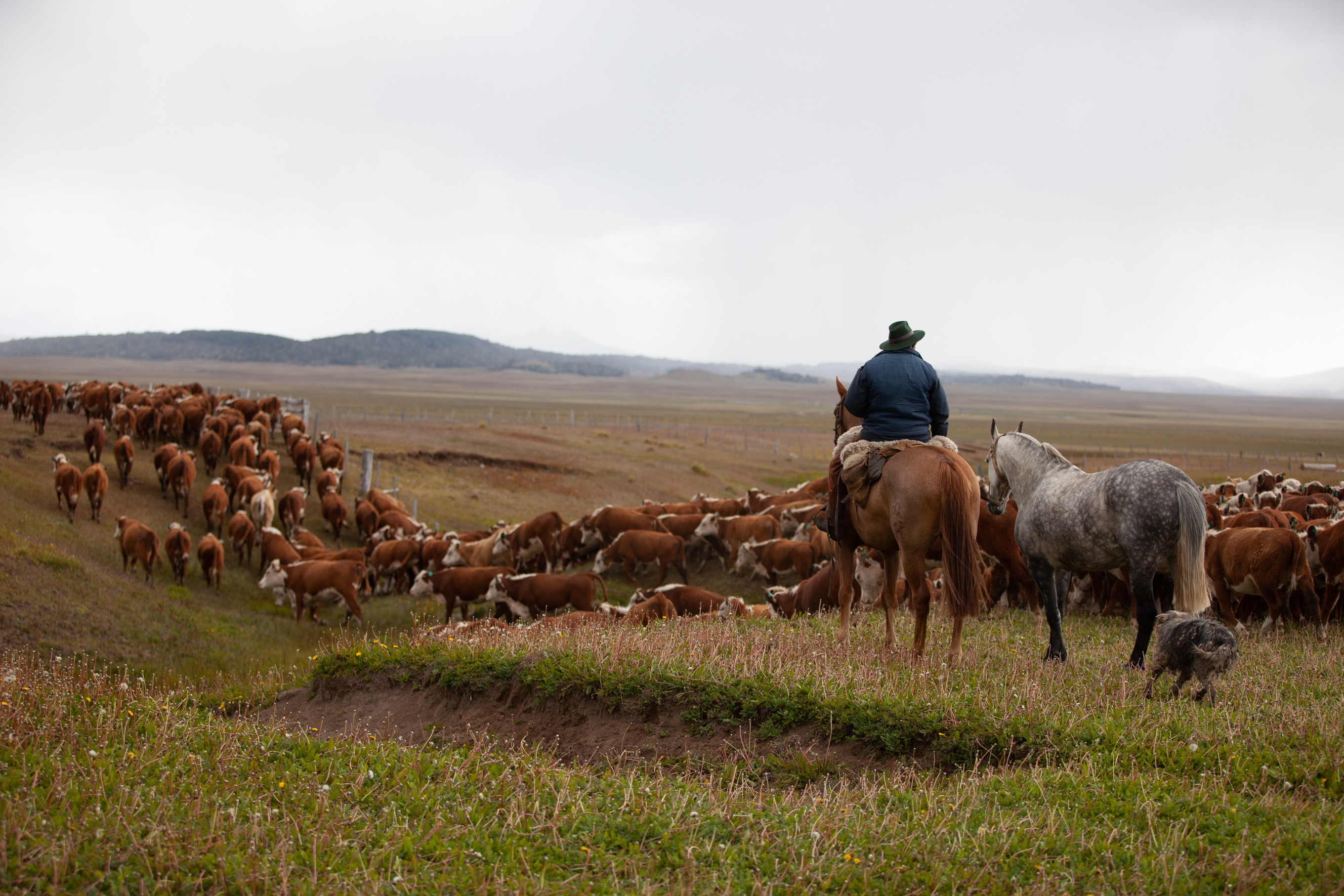 Wie sich Argentiniens Geschichte am Rind erzählen lässt - Falstaff