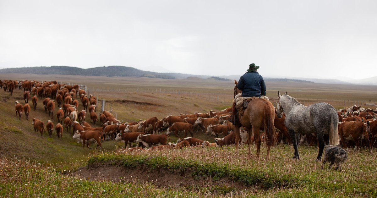 Ne Am Rind Wie sich Argentiniens Geschichte am Rind erzählen lässt - Falstaff