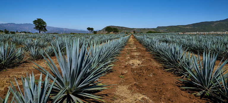 Die Blaue Weber Agave bildet den Grundstoff für jeden Tequila. Vor allem Premium-Tequilas sind stolz auf ihre Zertifizierung als »100 Prozent Agave Tequila«, doch eine neue Laboranalyse, die mithilfe von Kernspinresonanztests Alkoholarten identifizieren kann, wirft Fragen auf.
