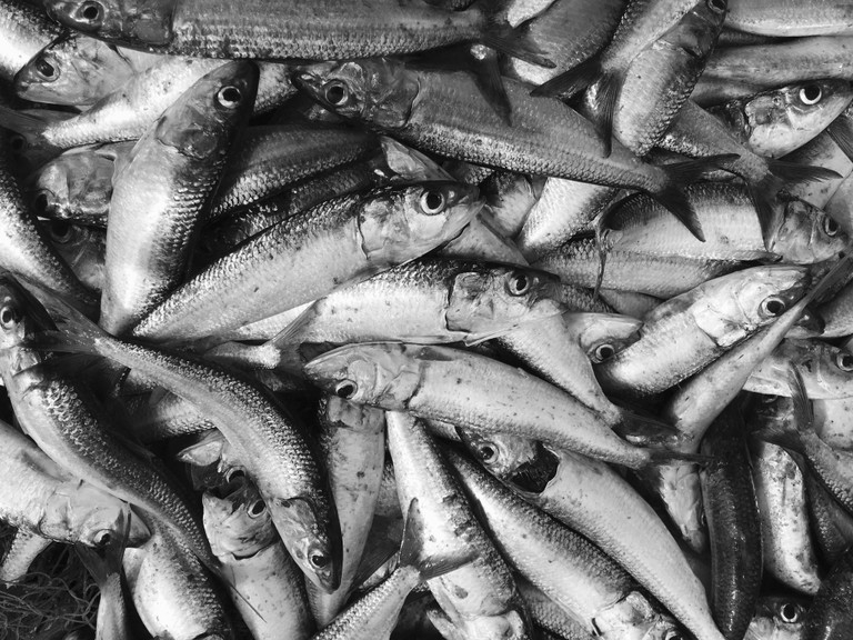 Sardine