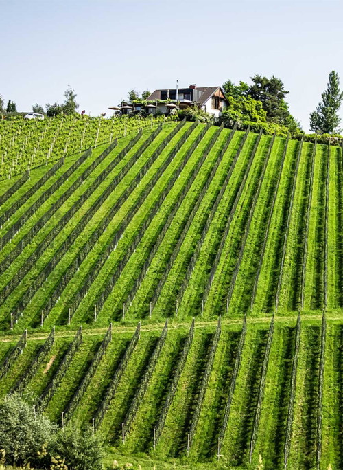 Weingut Kodolitsch: Der beste Sauvignon Blanc