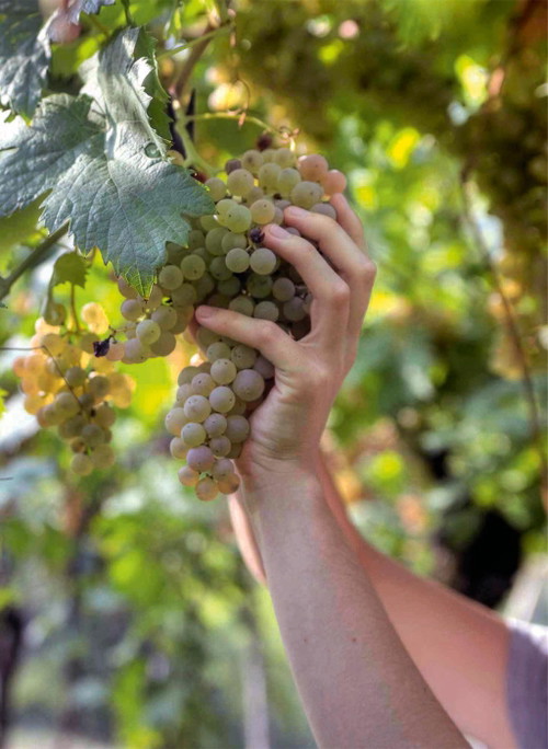 Das Weingut Suavia.