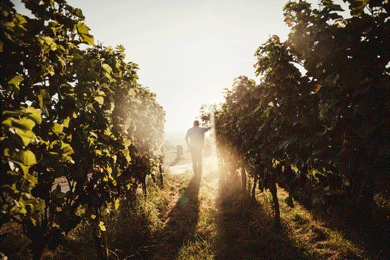 Sauvignon Blanc nimmt zwar nur zwei Prozent der deutschen Rebfläche ein, genießt bei Pfälzer Winzer Oliver Zeter jedoch höchste Wertschätzung.