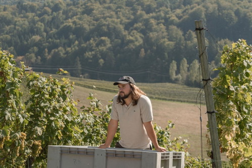 Ewald Zweytick Wein: Der beste Gelber Muskateller
