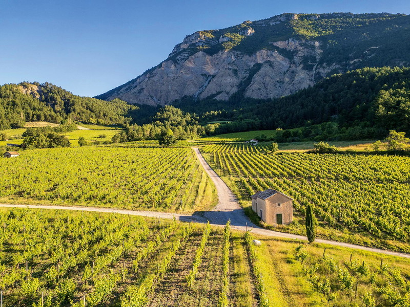 Weinreben in atemberaubender Kulisse – das Anbaugebiet Clairette de Die liegt im Süden der Drôme und zählt zu den höchstgelegenen Weinanbaugebieten Frankreichs.