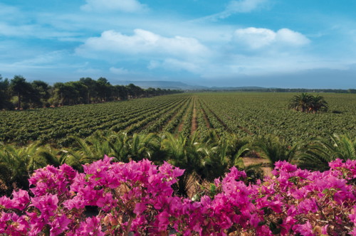 Bouganville e vigneti Sella&amp;Mosca