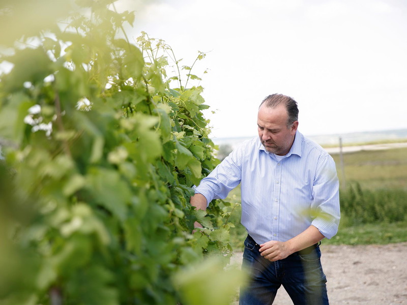 Gerhard Kracher in seinem Weingarten.