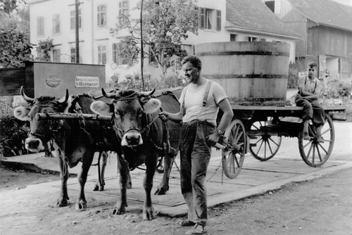 Seit ihrer Gründung im Jahr 1862 arbeitet die Staatskellerei Zürich mit Traubenlieferanten zusammen. Heute sind es rund 100 in 26 Zürcher Gemeinden.