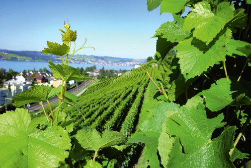 Blick auf den Zürichsee: Von hier stammen gleich zwei der drei Siegerweine der Müller-Thurgau Trophy. 