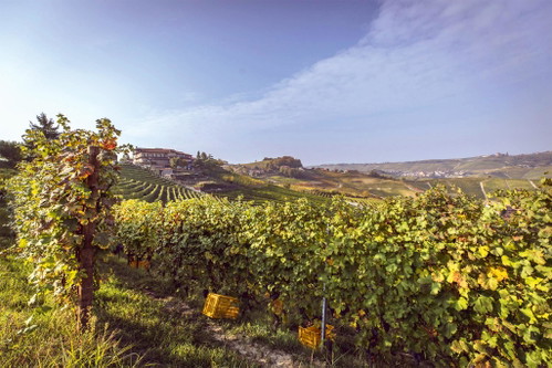 Marco Parusso: Aus Nebbiolo entstehen hier nicht nur großartige Barolos, sondern auch geschliffene Rosè-Schaumweine. 