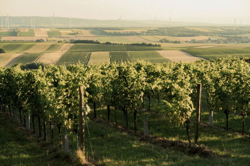 Das Weingut Franz &amp; Christine Netzl.