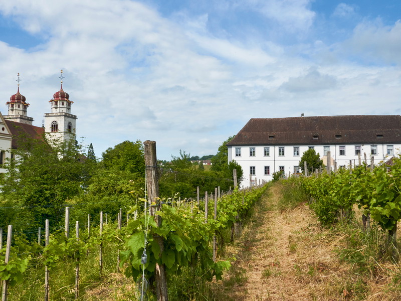 Das pittoreske Rheinau: Kaum jemand würde vermuten, dass hier einer der meistverkauften Weissweine der Schweiz entsteht. 