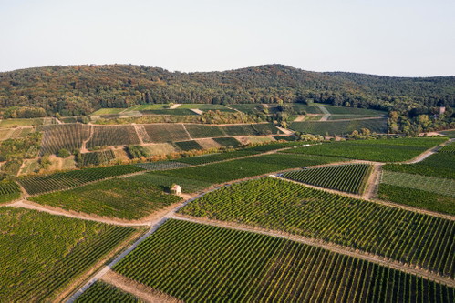 Weinberge in der deutsch-elsässischen Grenzregion.