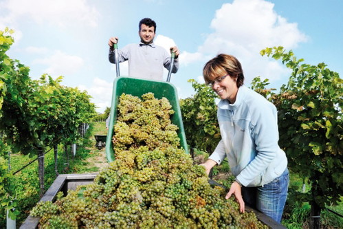 Am Weingut Schmid in Stratzing erzeugt man einen fruchtsüßen Riesling nach Moselvorbild.