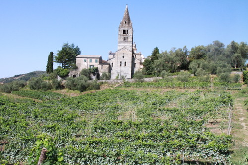 Vigneto sottostante l'Abbazia