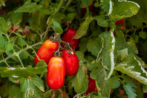 Die San-Marzano-Tomate