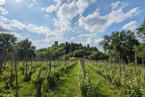 Luca und Sohn Rocco Sanjust haben Petrolo zum führenden Weingut von Valdarno di Sopra gemacht. Berühmt ist ihr Merlot Galatrona.