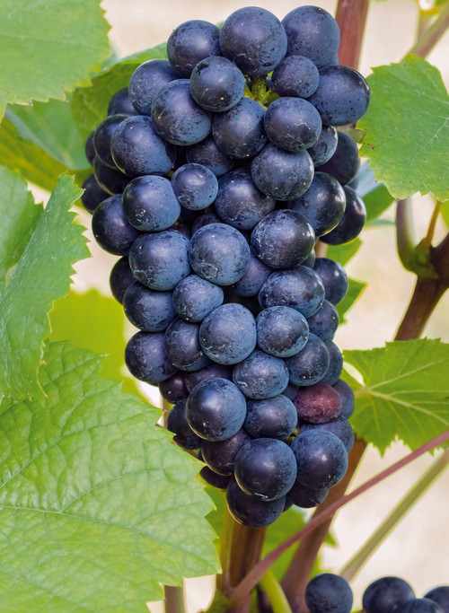 Die beiden Leitsorten des deutschen Weinbaus teilen einige Eigenschaften: Ihre Weine sind eher fein als schwer, und der Anbau gelingt nur in Klimazonen, die nicht zu warm sind.