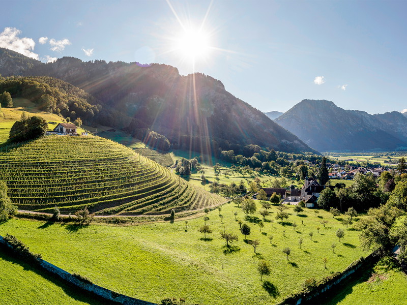 Die Lage Bothmarhalde in Malans ist der höchstgelegene Rebberg der Bündner Herrschaft – von hier stammt der Siegerwein der Chardonnay-Trophy.