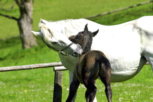 Touristenmagnet im Schilcherland: Das Lipizzaner­gestüt Piber.