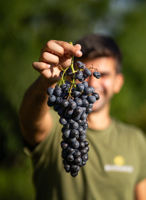 Joe Bastianich ist Entertainer, Gastronom in New York – und erzeugt seit 1997 mit seiner Familie Weine im Friaul. 