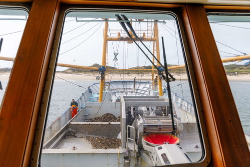 Mehrere Schiffe sind im Wechsel im Einsatz, um die Miesmuscheln unter Wasser zu ernten. Erntezeit der ausgereiften Delikatesse ist der Sommer, ab etwa Anfang Juli.