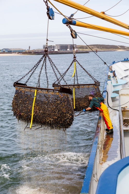 Bei der Muschelernte werden Schleppnetze vorsichtig über den Boden gezogen. Die Muscheln werden in einem befestigten Korb gesammelt und an Bord gezogen.