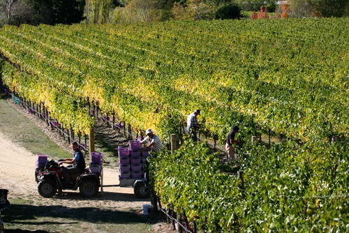 Felton Road gilt als Vorreiter des biodynamischen Weinbaus in Neuseeland. Seit 2002 verfolgt das Weingut einen kompromisslosen Ansatz im Einklang mit der Natur. 