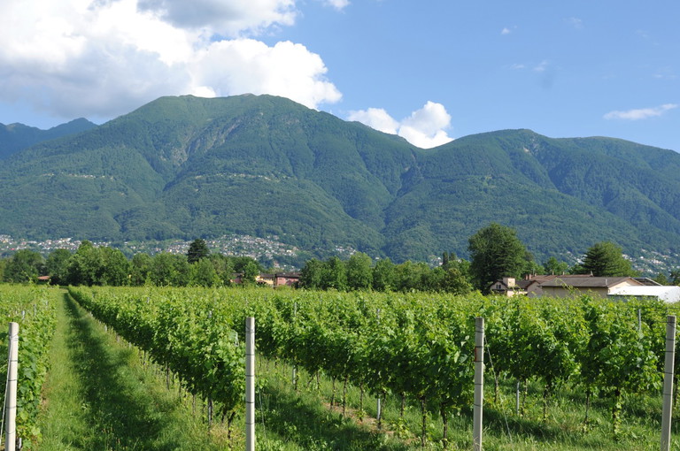 Das Tessin ist ein Wein-Paradis für Winzer:innen und Geniesser:innen.