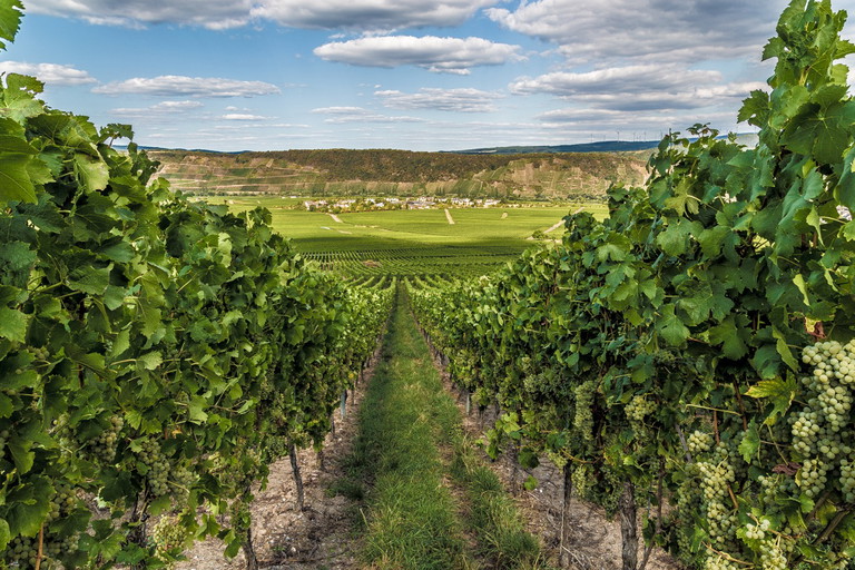 Weinberge in Leiwen
