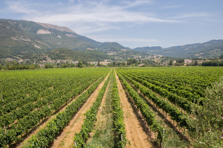 Die Rebberge des Valpolicella-Gebiets, aus dem auch der Amarone stammt, befinden sich nordwestlich von Verona und erstrecken sich bis zum Gardasee. 