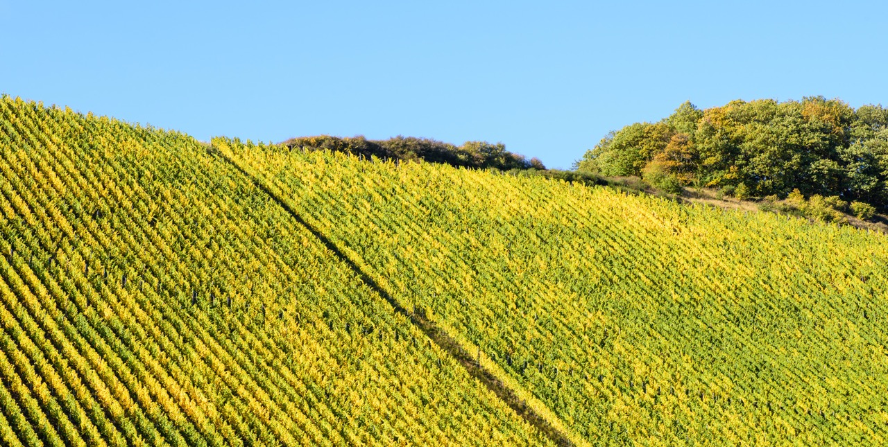 Weinreise Mosel: von Kanzem nach Wiltingen und Ockfen - Falstaff
