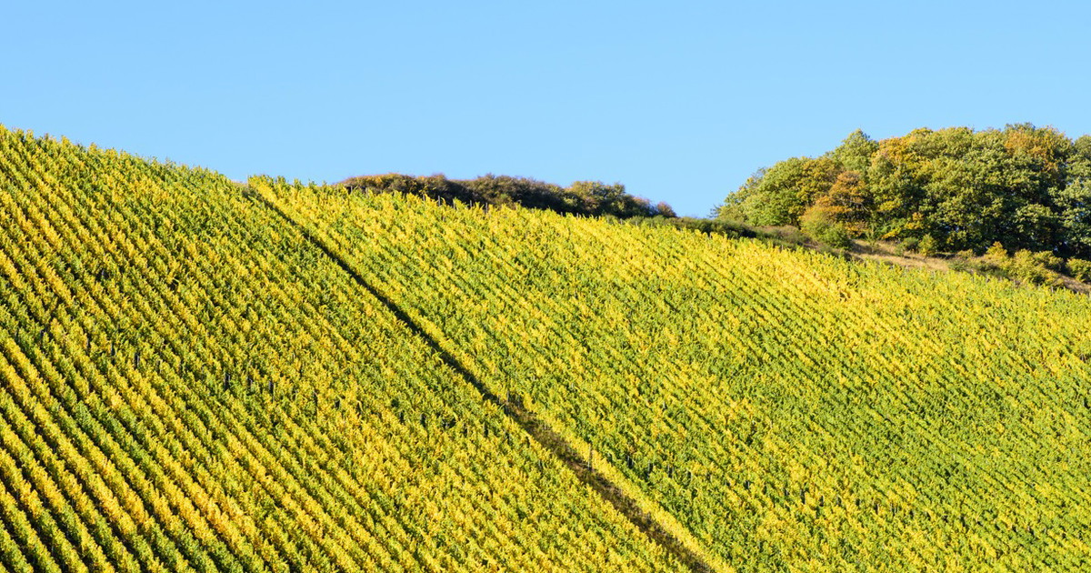 Kanzem Weinreise Mosel: von Kanzem nach Wiltingen und Ockfen - Falstaff