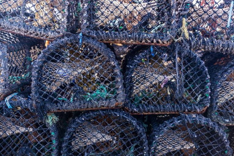 Für die irischen Prawns, auch Langustinen genannt, gelten strenge Fangregeln. Nur so bleibt die Population gesund.