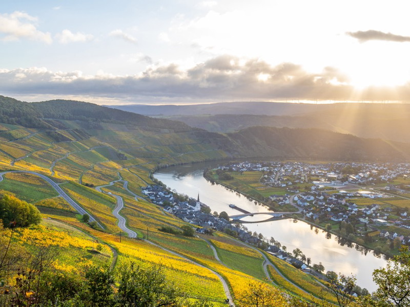 Blick durch die Weinrebenreihen der Mosellandschaft bei Piesport.