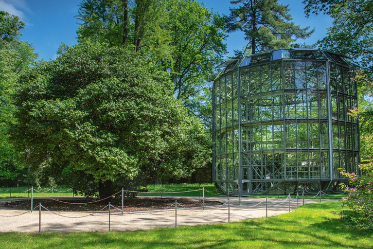 Eine botanische Rarität: Auf Schloss Pillnitz gedeiht bis heute die älteste Kamelie nördlich der Alpen – im Winter sorgfältig von einem mobilen Glashaus geschützt. 