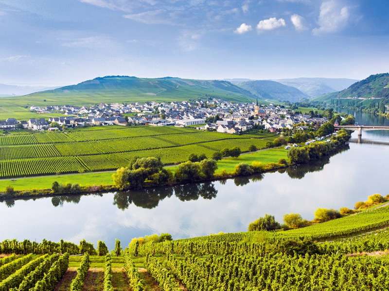Am Ufer der Mosel. An der Moselschleife bei Trittenheim reifen Rieslinge, die Weltruf genießen.