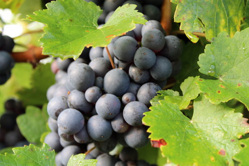 Tauberschwarz – seen here as grown in Jürgen Hoffmann's vineyard – used to be widespread in the Tauber valley due to their resistance to frost. 