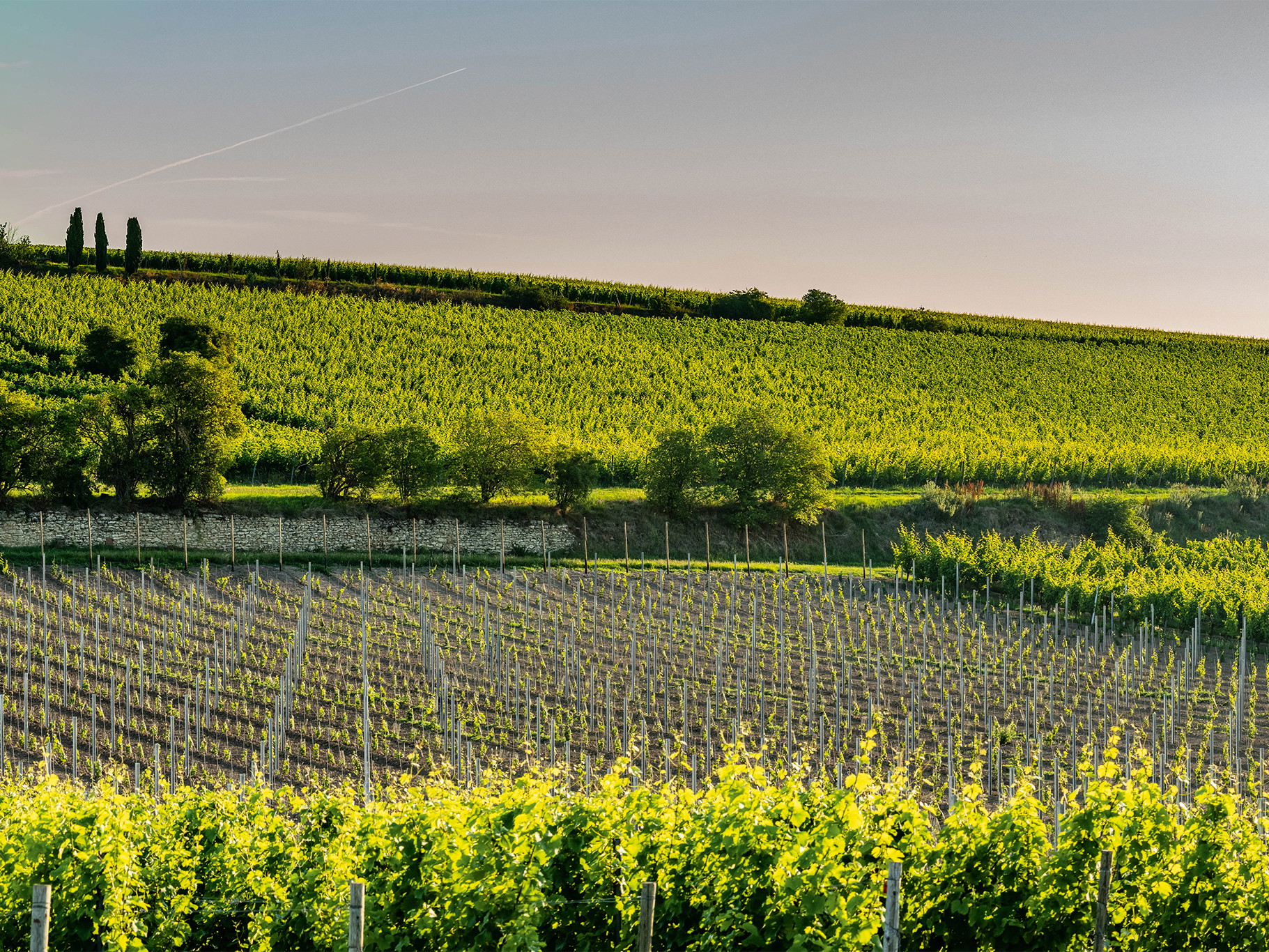 At the Knipser winery, Gelber Orleans was first planted in 1993. Since then, its growing area has repeatedly increased by a few acres.