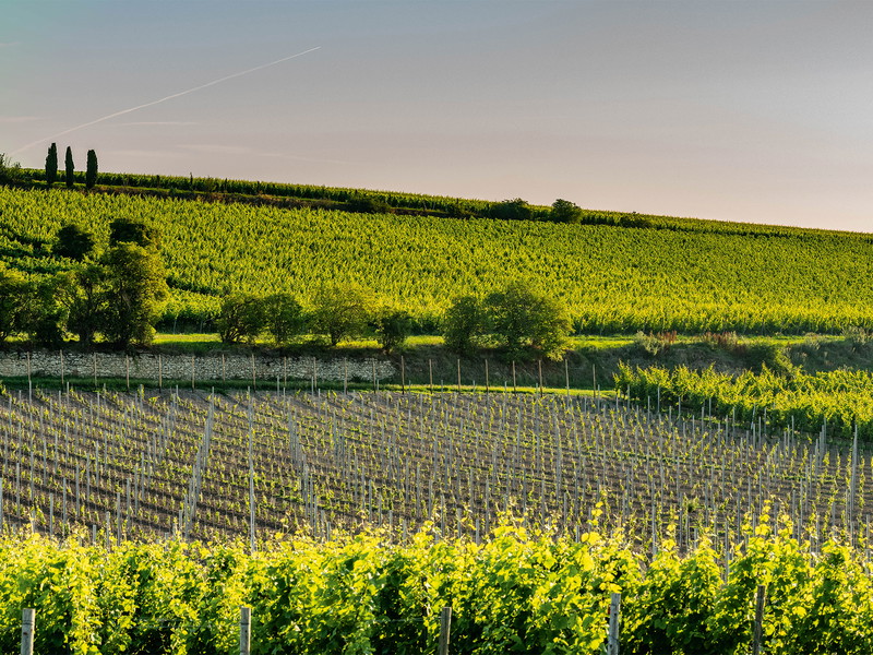 Im Weingut Knipser wurde der Gelbe Orleans erstmals 1993 gepflanzt. Seither ist die Orleans-Fläche immer wieder um ein paar Ar gestiegen.