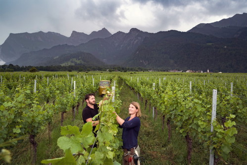 Christian und Francisca Obrecht keltern in der Bündner Herrschaft unter anderem einen Chardonnay von Weltklasse.