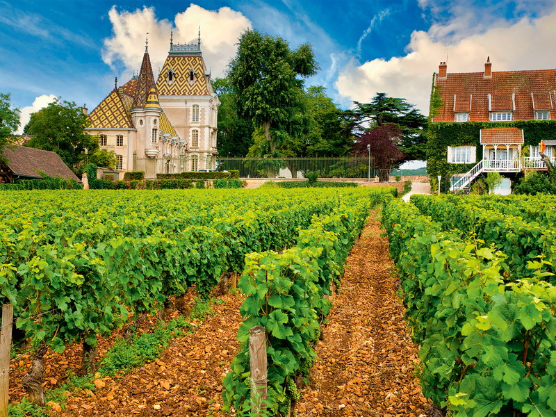 Zwischen Historie und Grandezza: Das Burgund mit seinen ikonischen Reblagen und Rebsorten ist seit Jahrhunderten Inspirationsquelle für den Schweizer Weinbau.