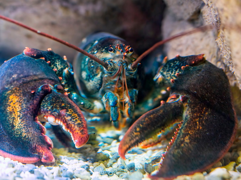 Kaltes, klares Wasser und nachhaltiger Fang sorgen für das beste Seafood Europas.