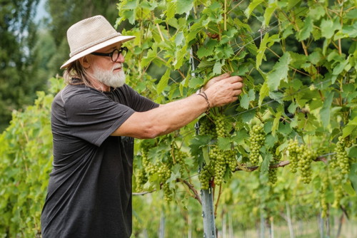 Die perfekt gereiften Trauben bilden für Ewald Zweytick die Grundlage für die Kreation großer Weine.