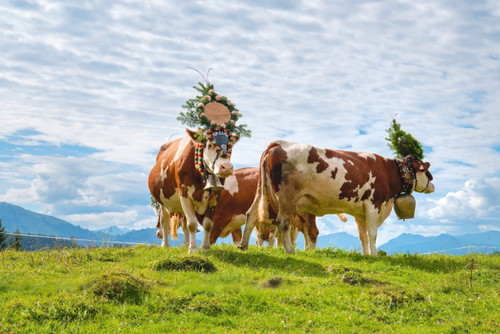 Festlich geschmückt wird das Vieh im Herbst von den Almen in die heimatlichen Höfe im Tal geführt.